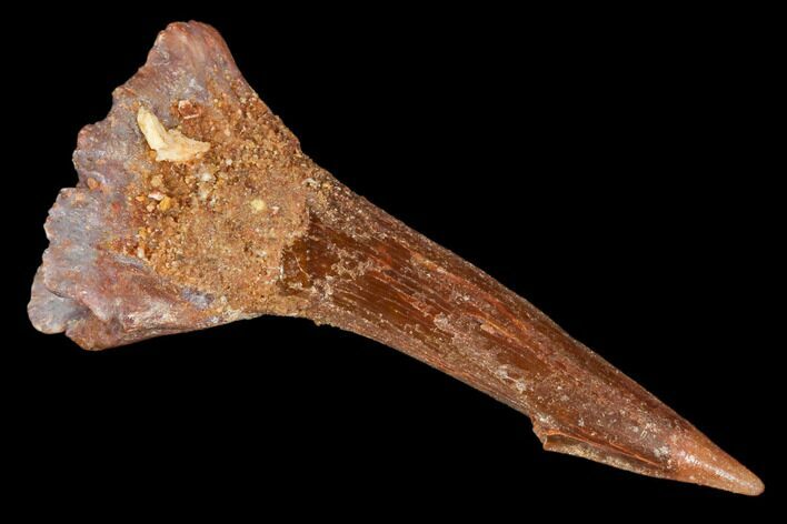 Fossil Sawfish (Onchopristis) Rostral Barb- Morocco #106455